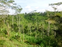 ubud (33)